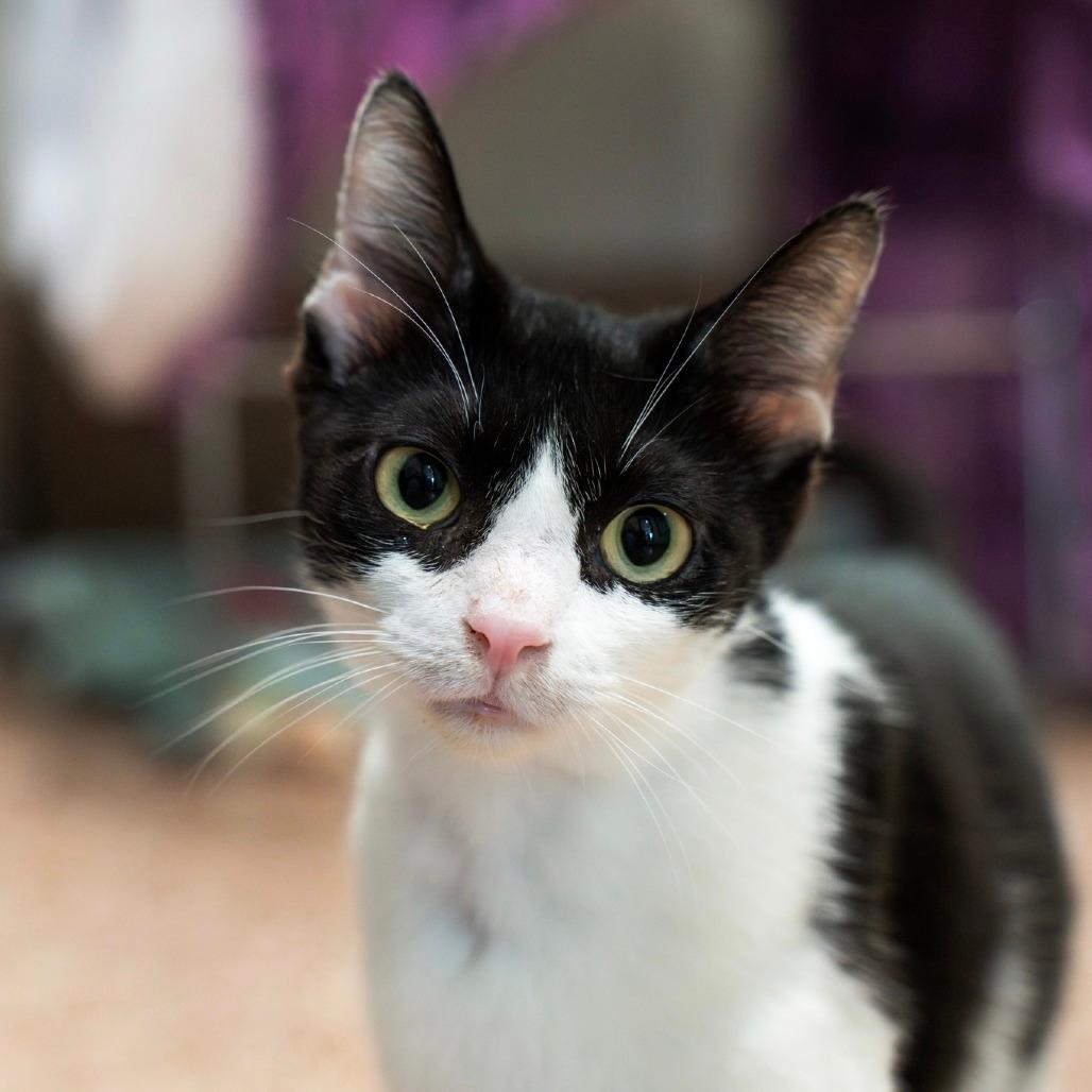 Orca-In foster-See my video! $99