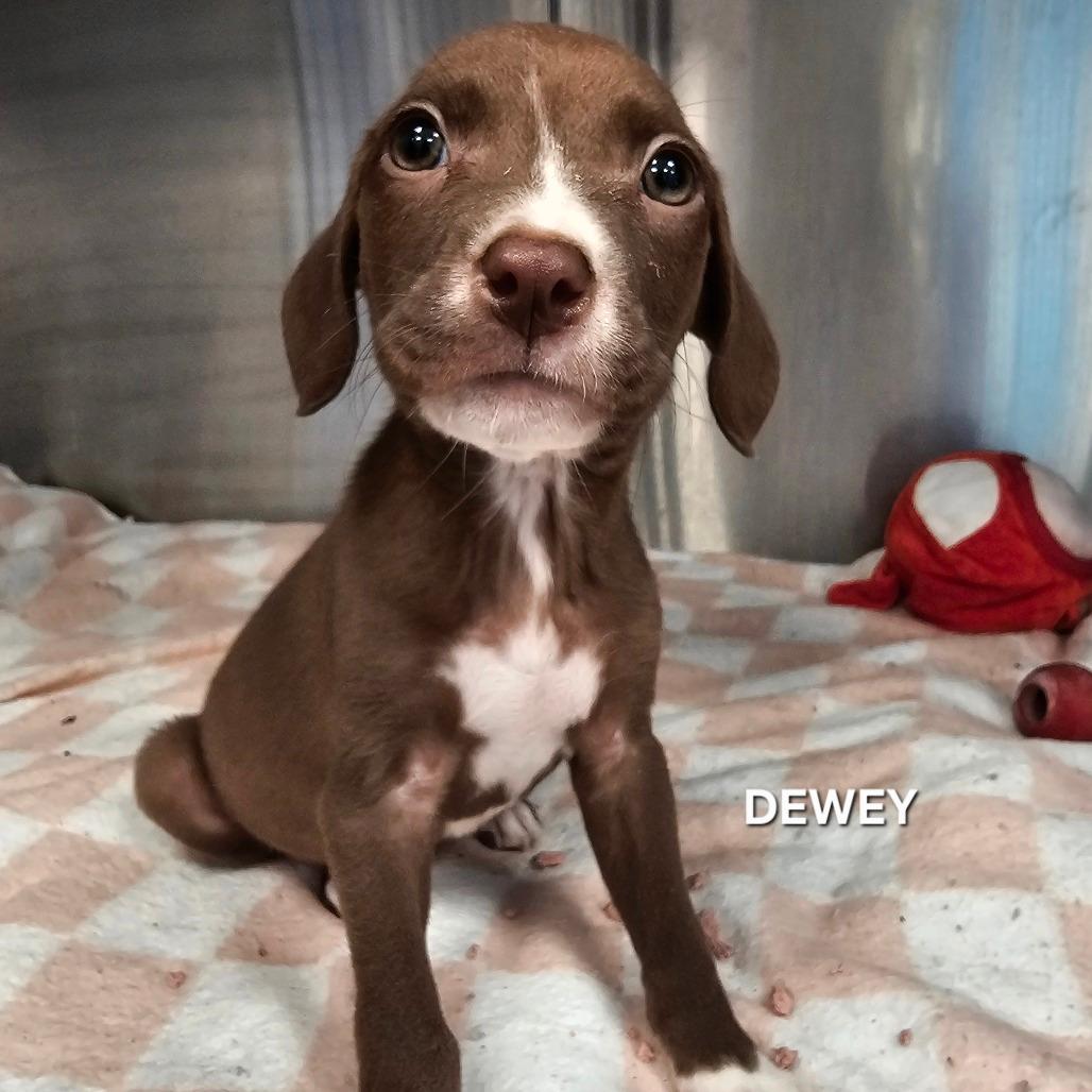 Dewey