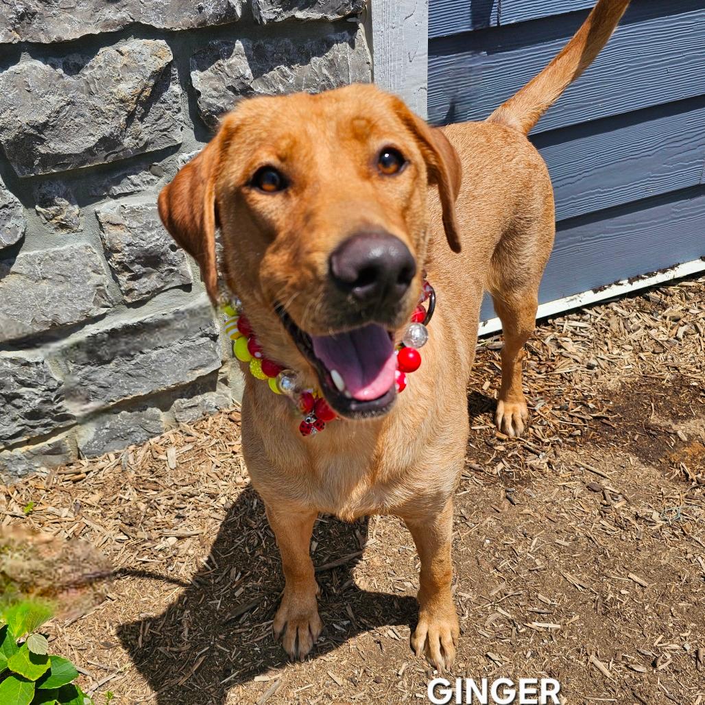 Ginger