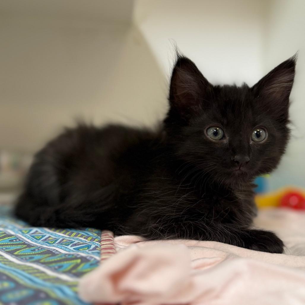 Licorice