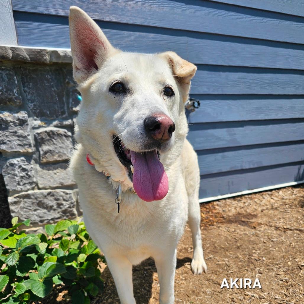 Akira