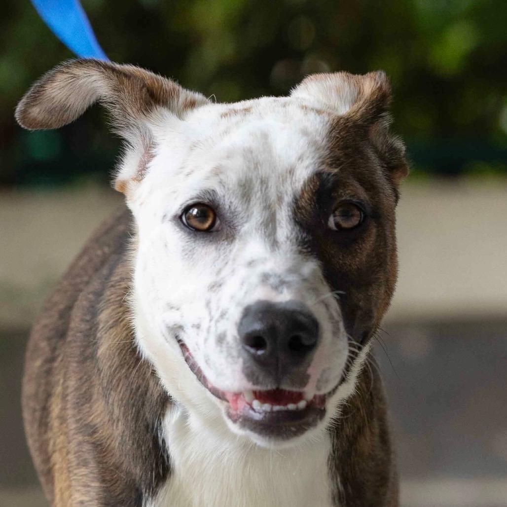 Meggy (puppy) - ECAS