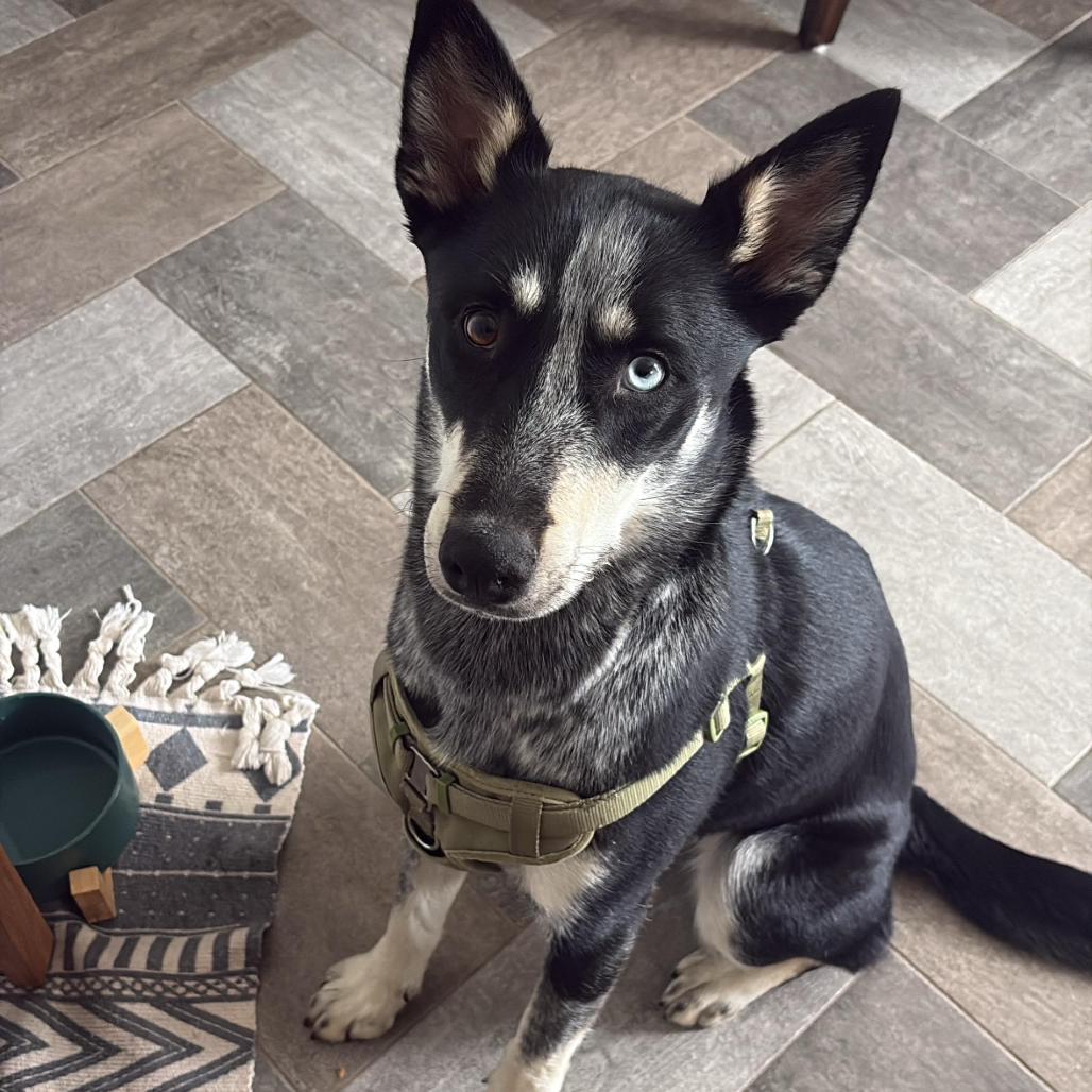 Xena