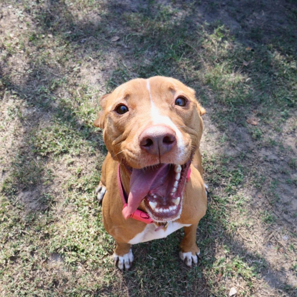 Daisy