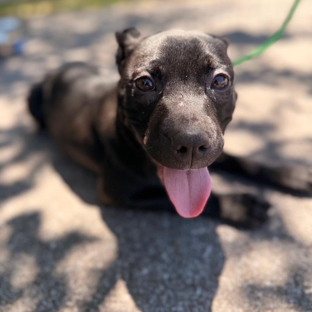 Nova