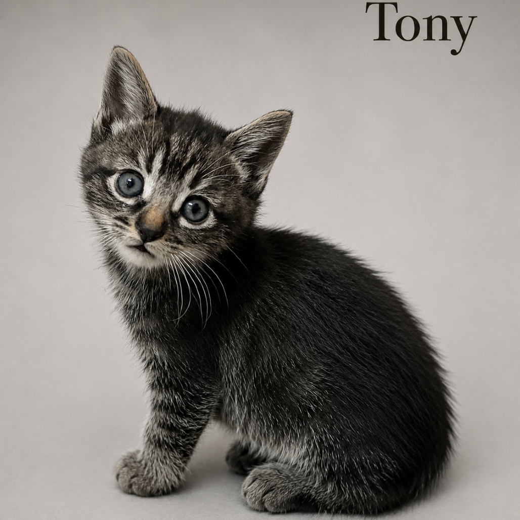 Tony 