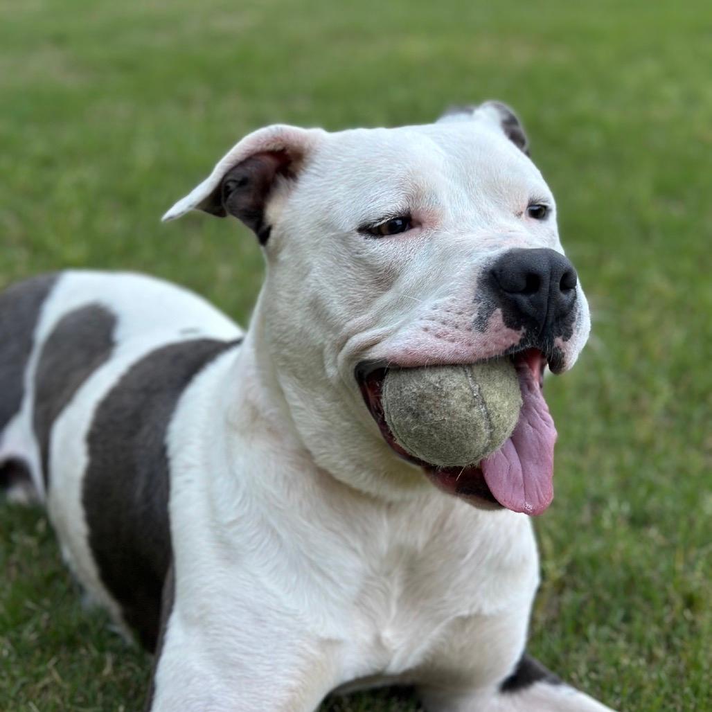 Butch-Adoption Fee Sponsored