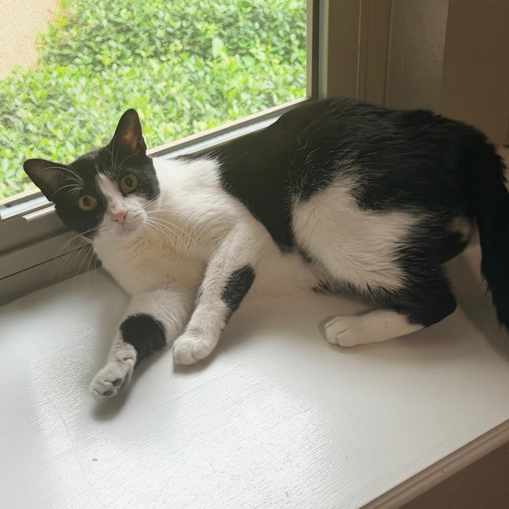 Oreo