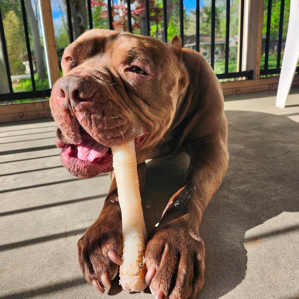 Rocco