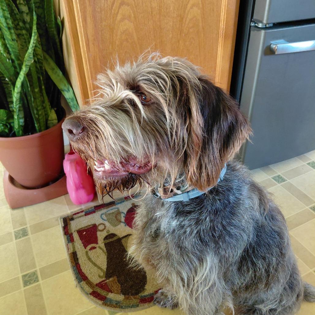 Moxie (Gibsonia, Pennsylvania)
