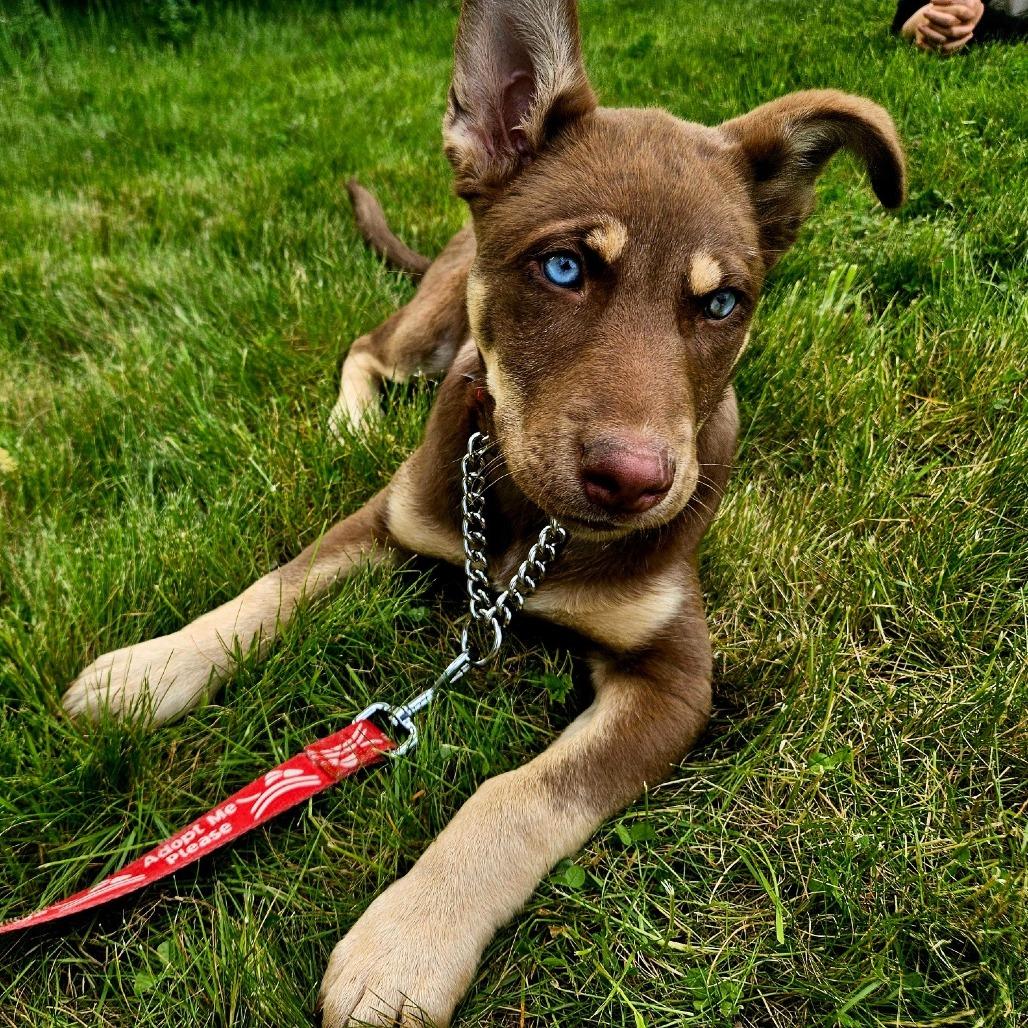 Mocha