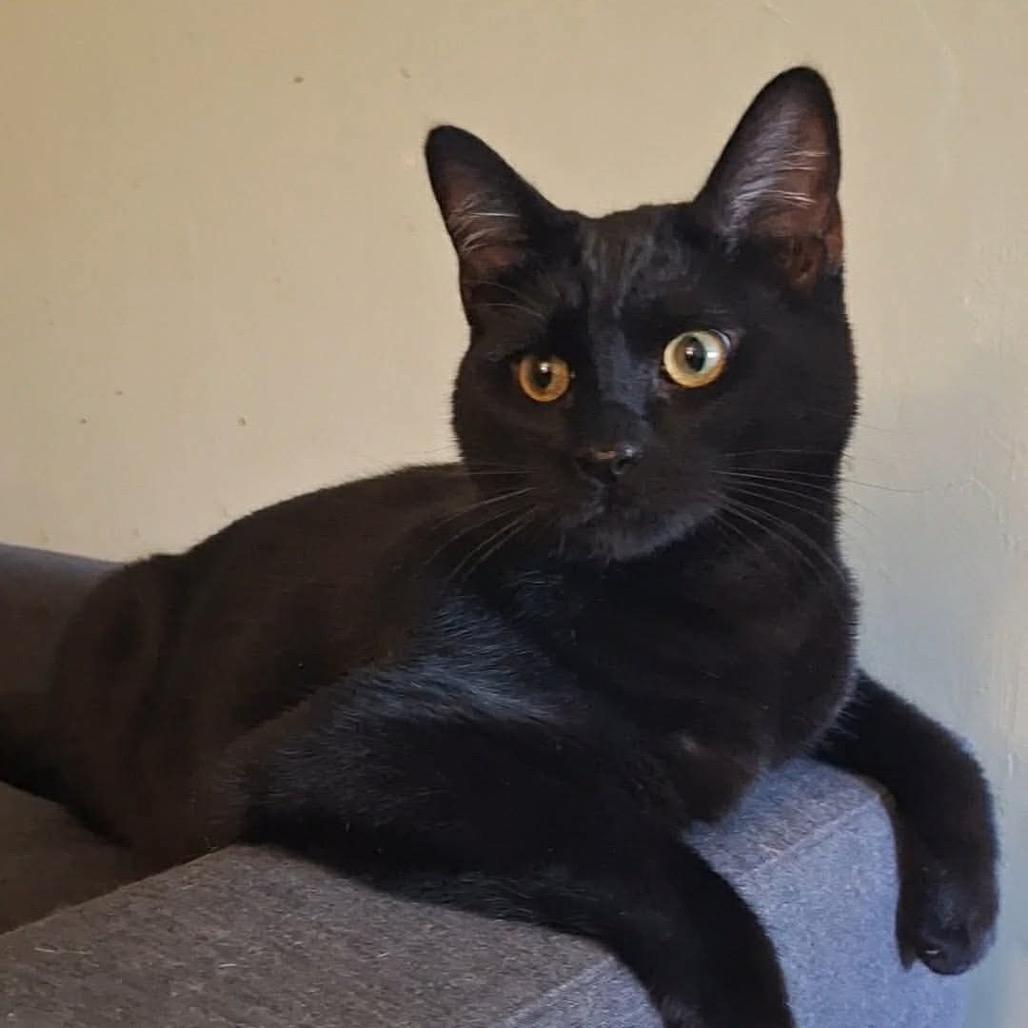 Onyx (Fmr Ganymede)