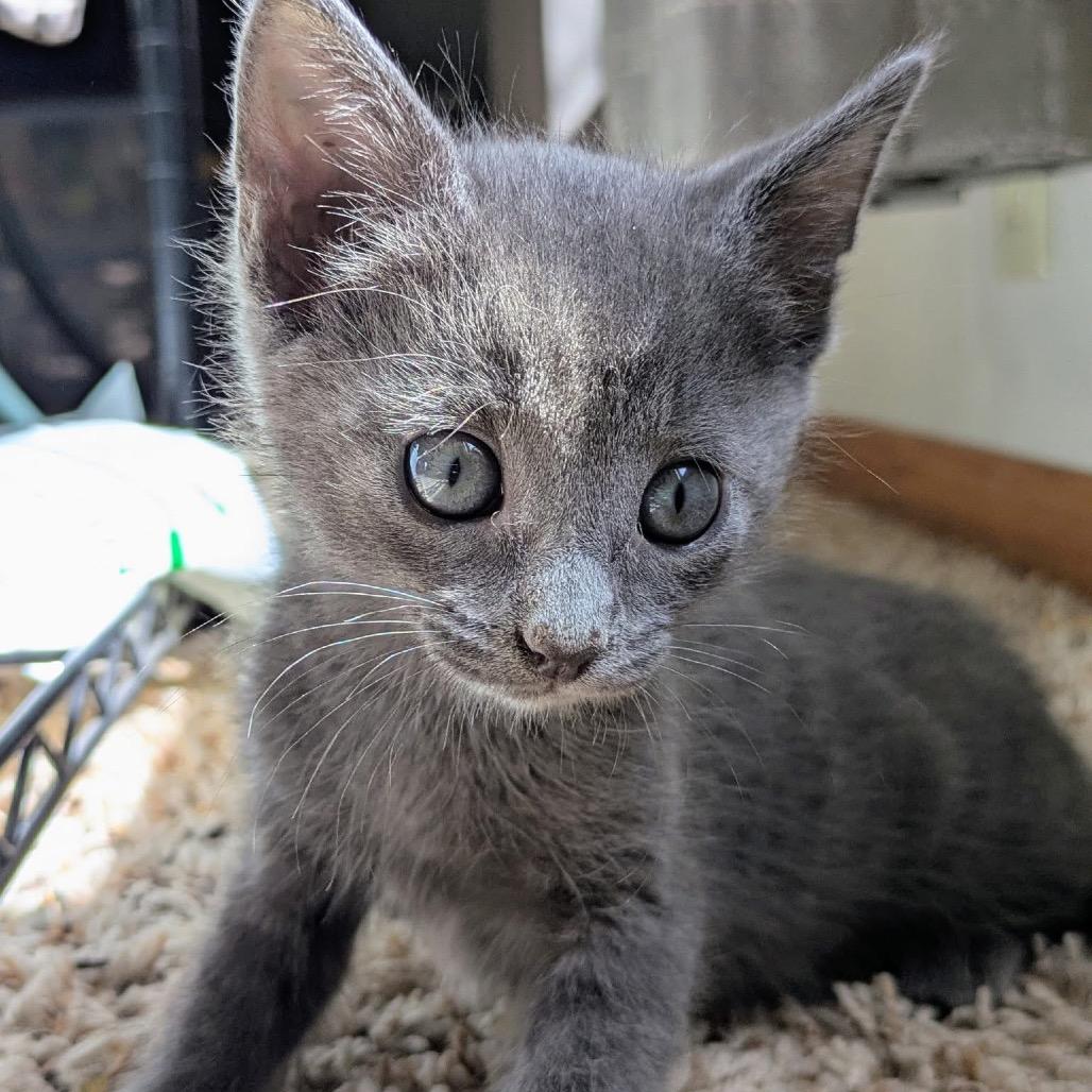 Ash $150