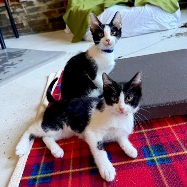 Sesame & Wonton
