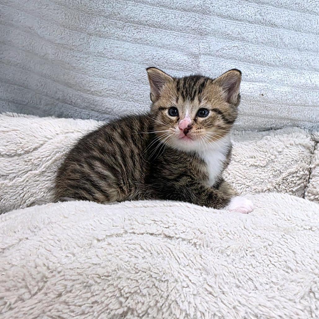 Catahoula Leopard Cat
