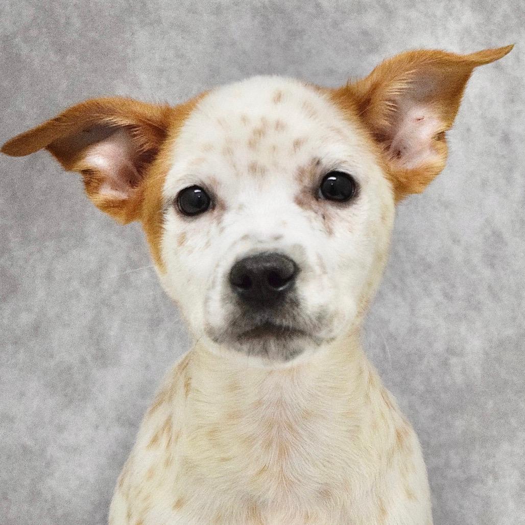 Simon (puppy) - ECAS