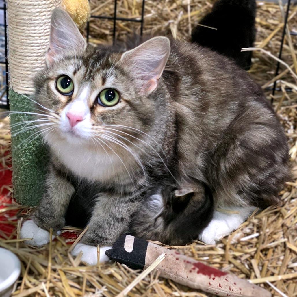 Enya (Meowfoundland)