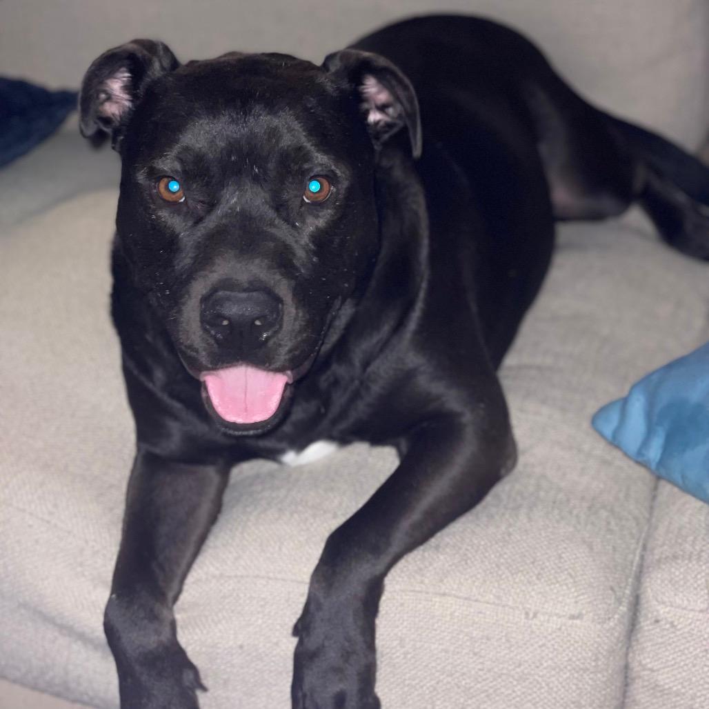 Kojak