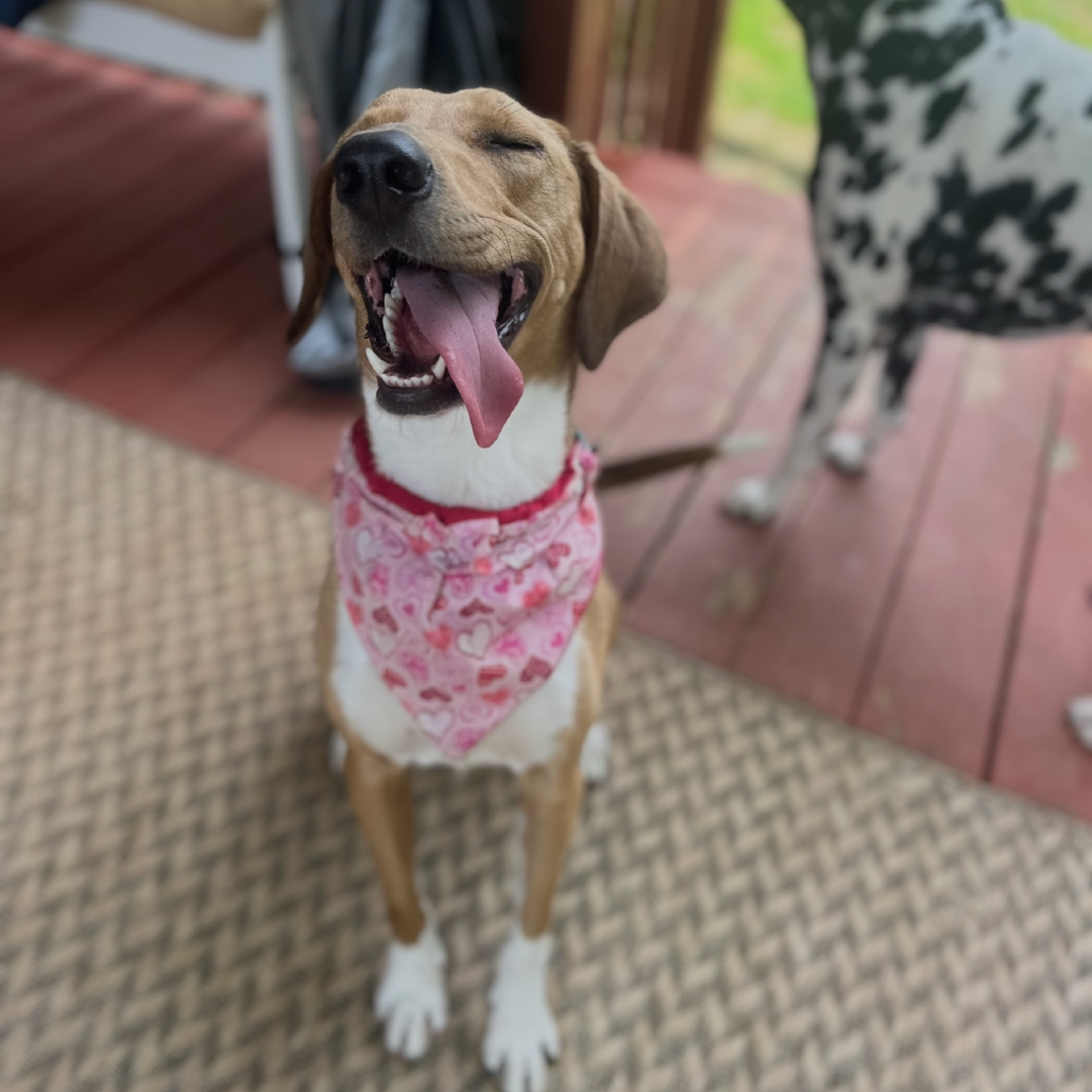 Savannah