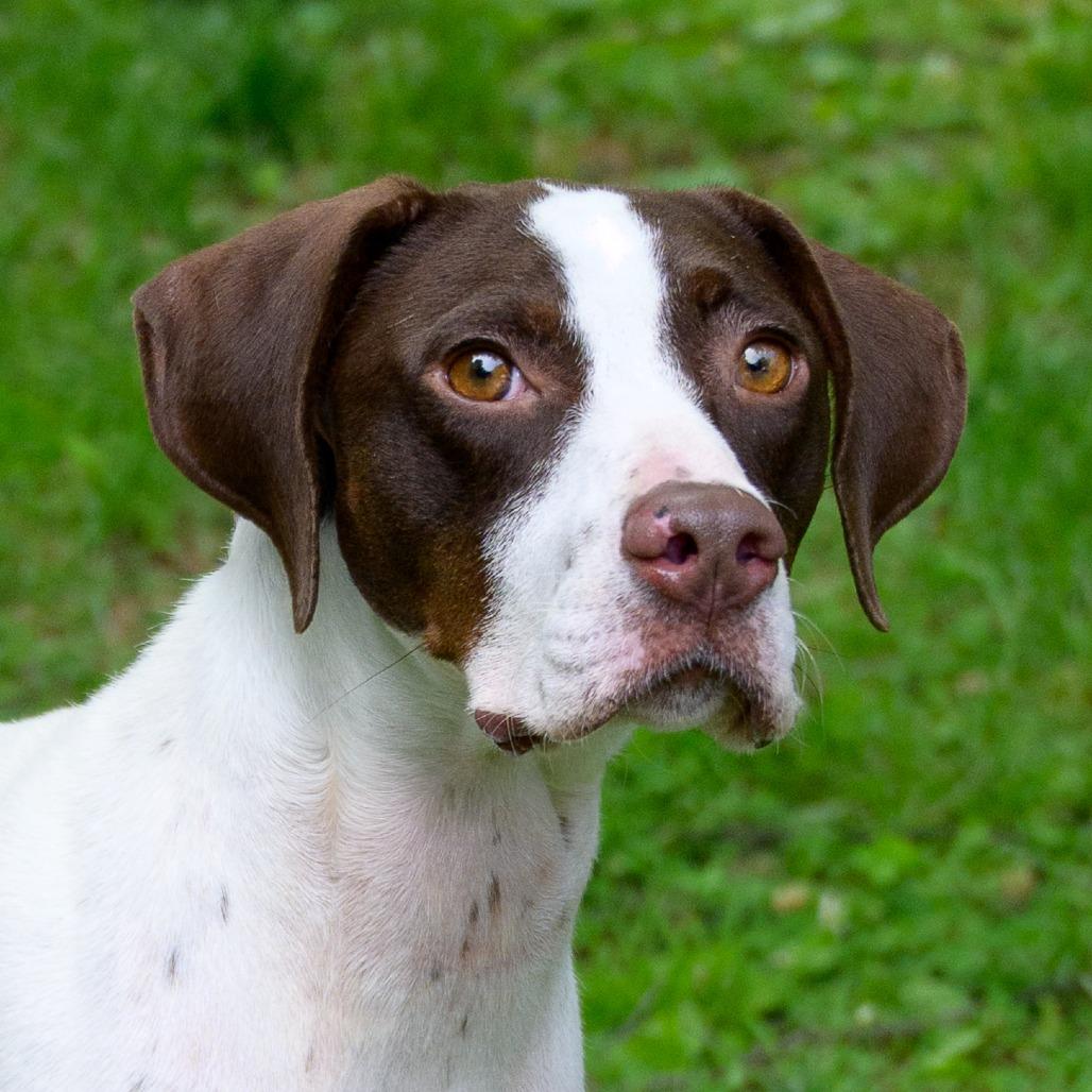 Piper