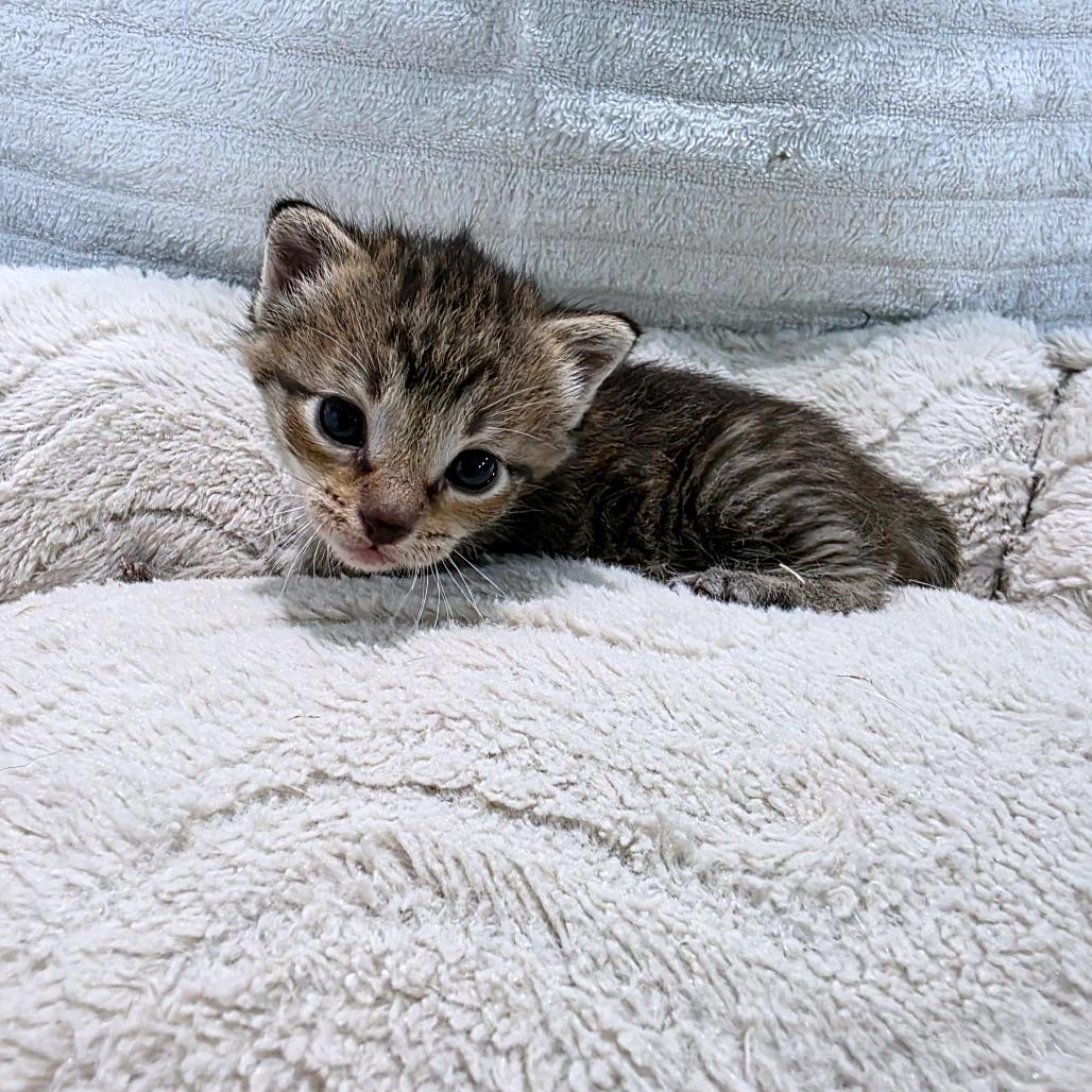Akitty