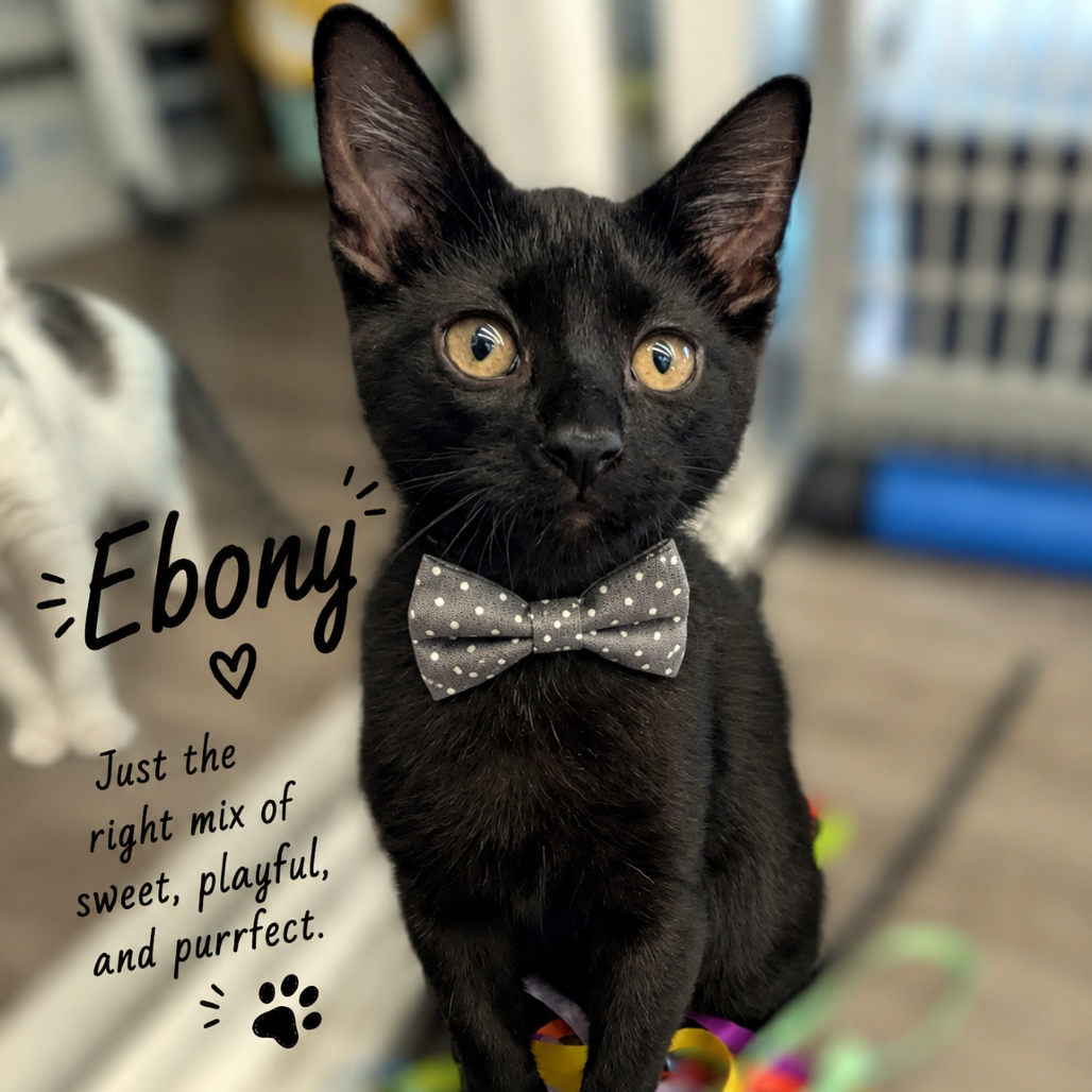 EBONY