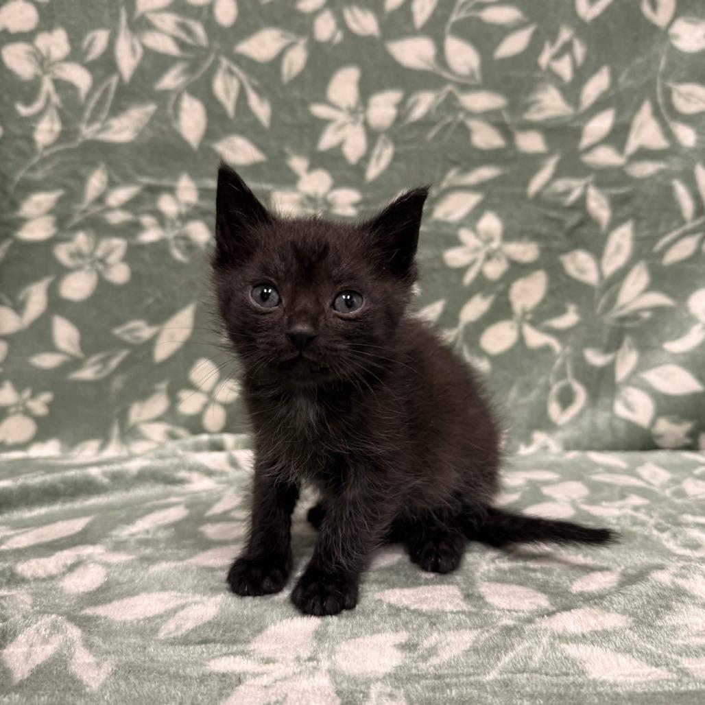 Ringo
