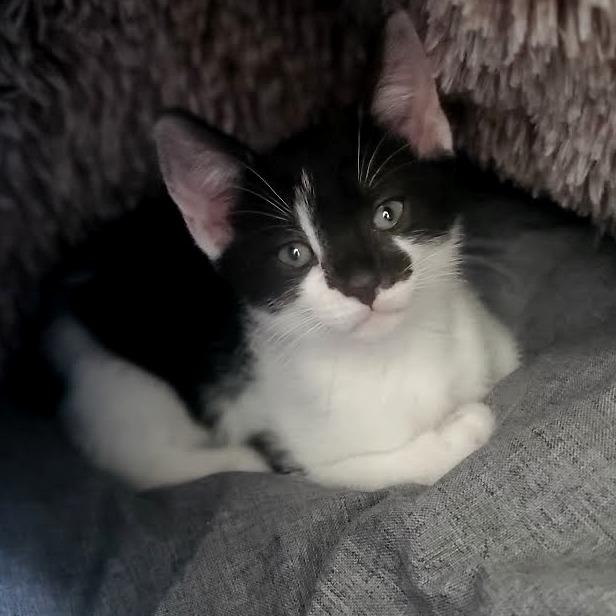 Tuck