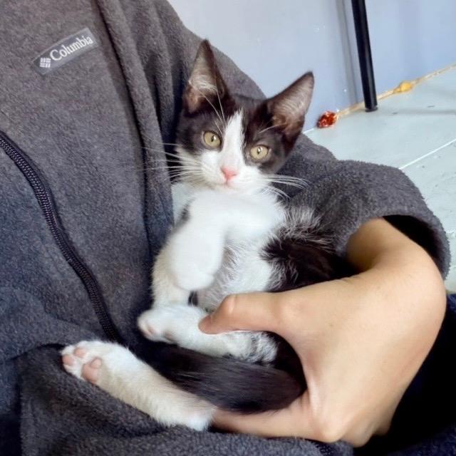 Tofu