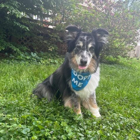 Oreo