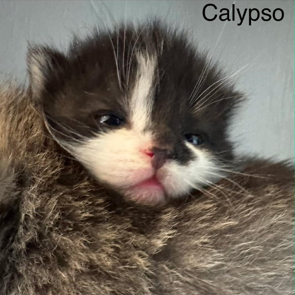 Calypso