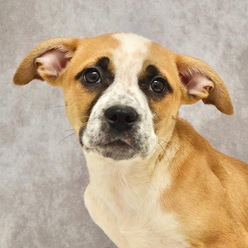 Theodore (puppy) - ECAS