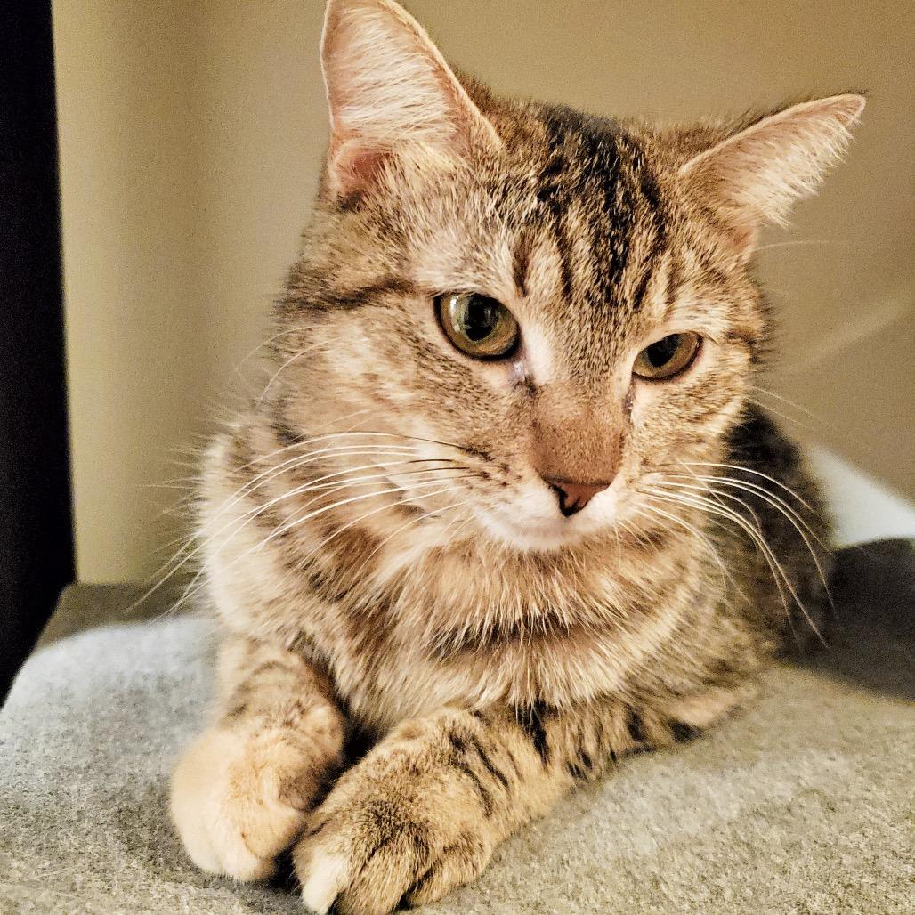 Nala