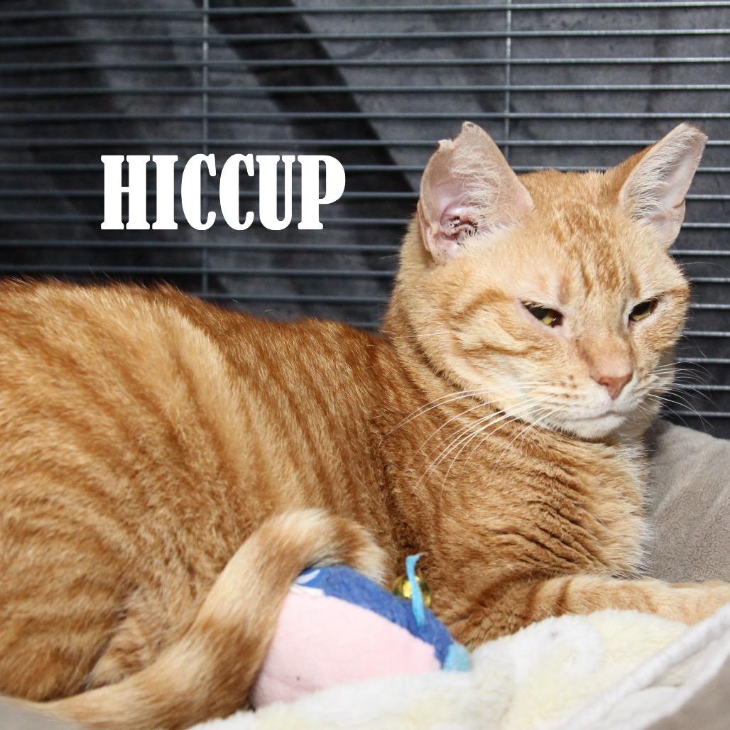 Hiccup