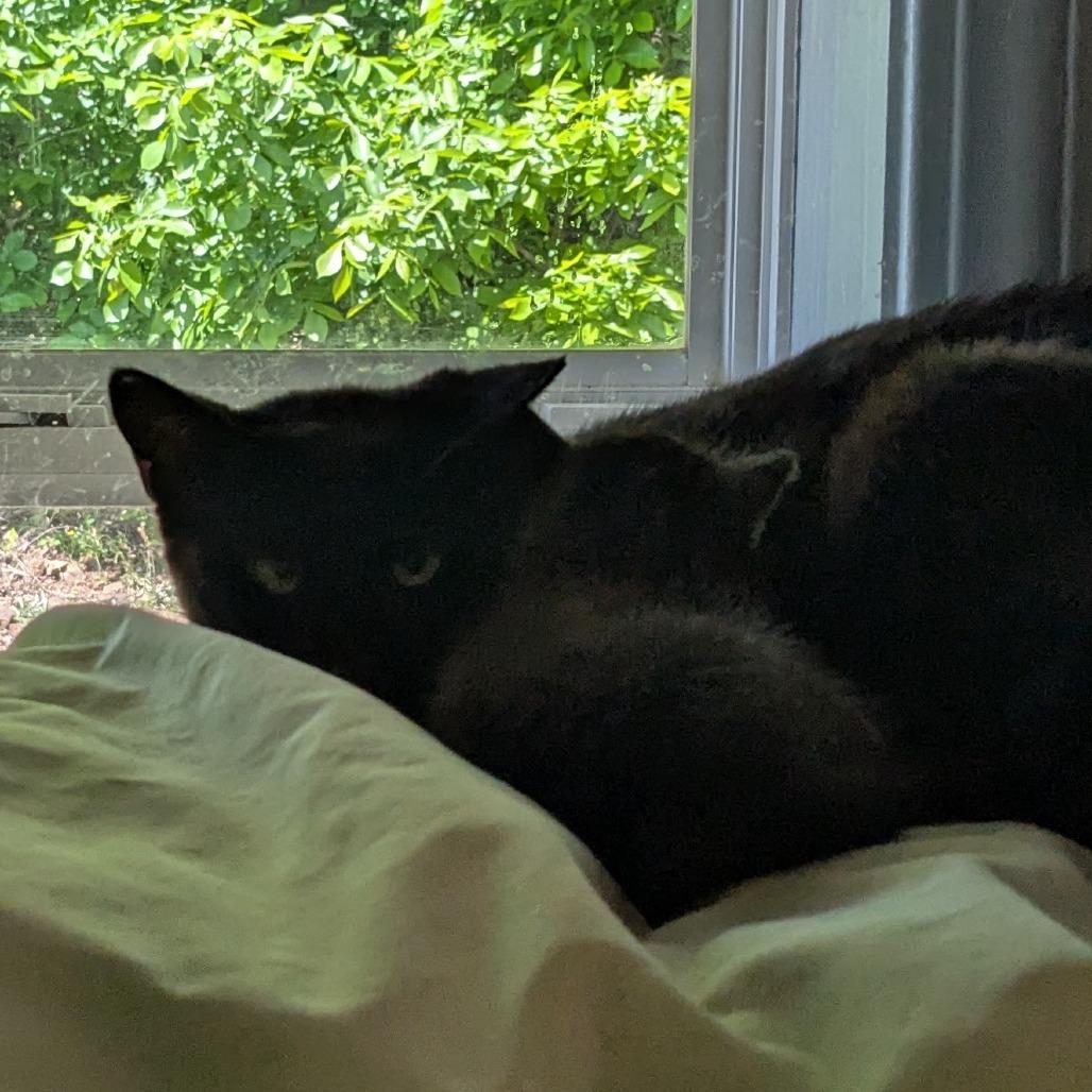 (Foster WC) Juniper