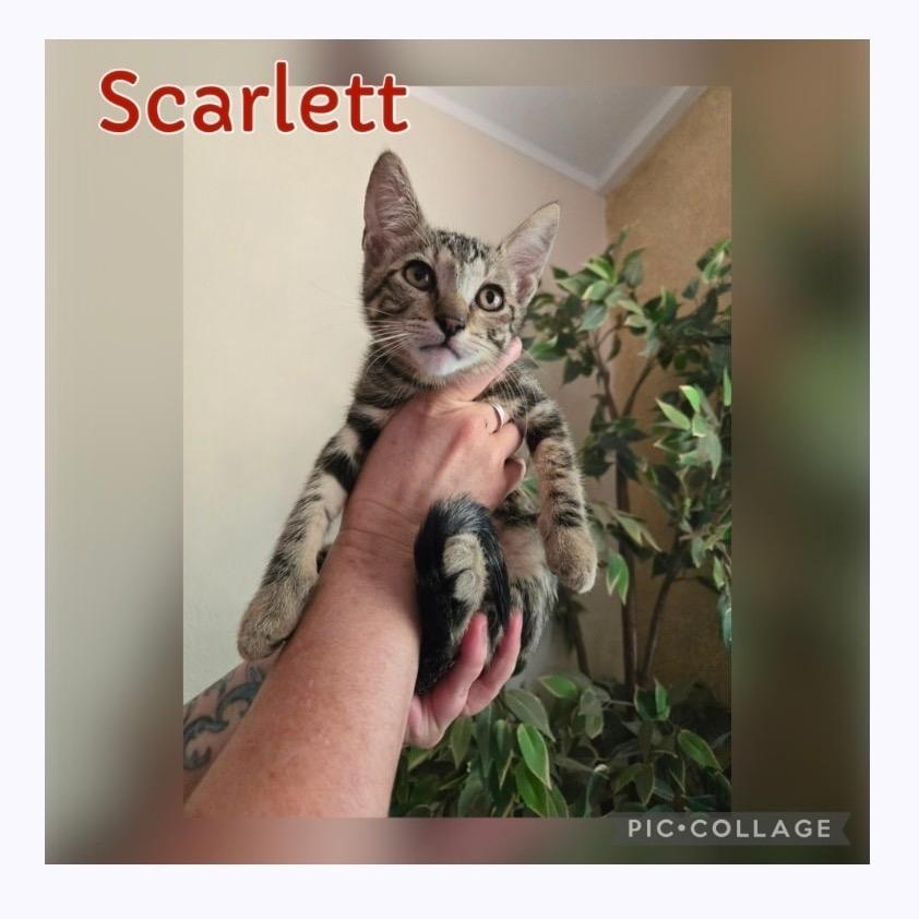 Scarlett