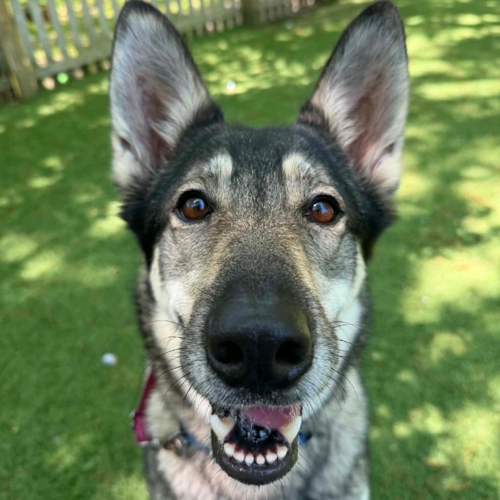 Maya