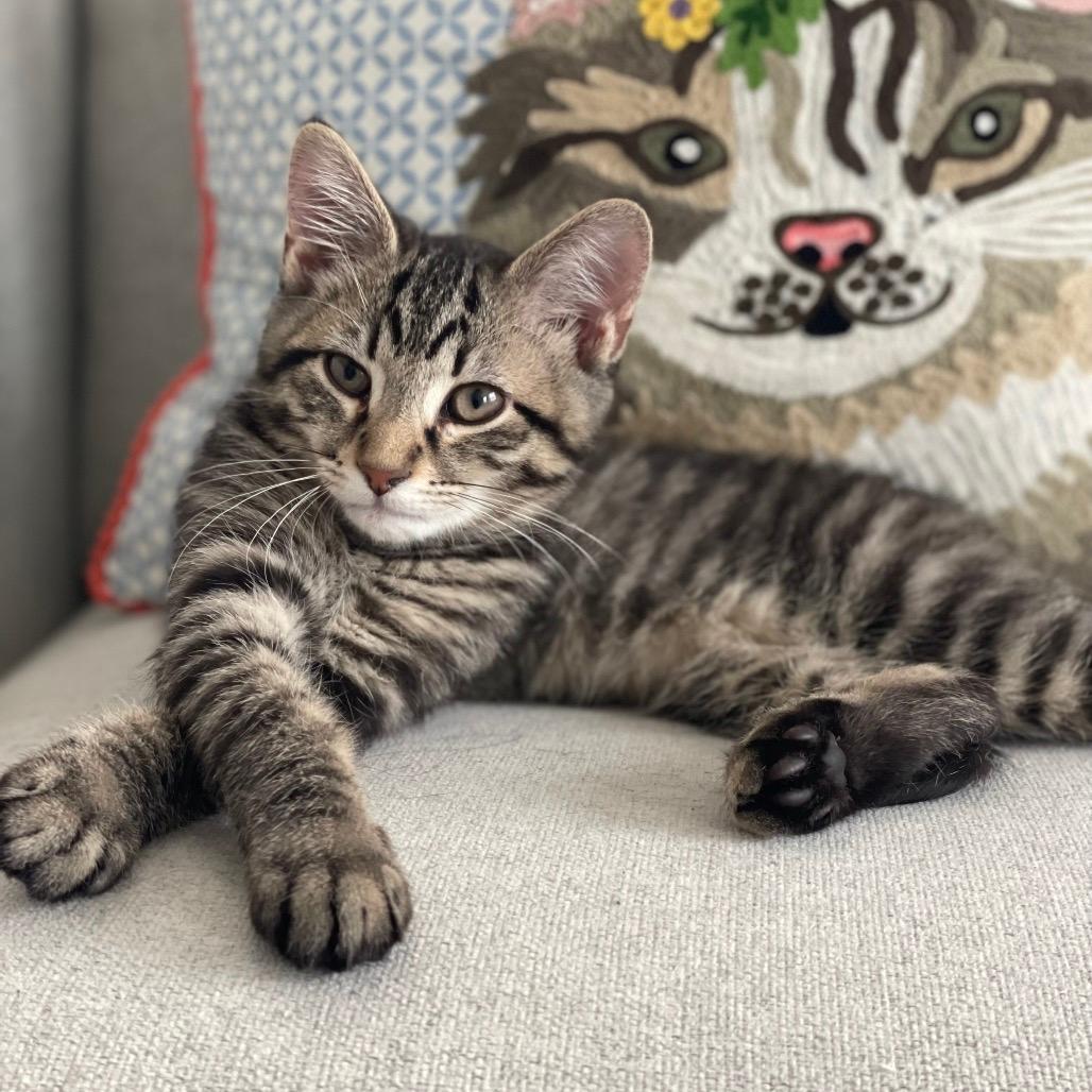 Maverick Tabby