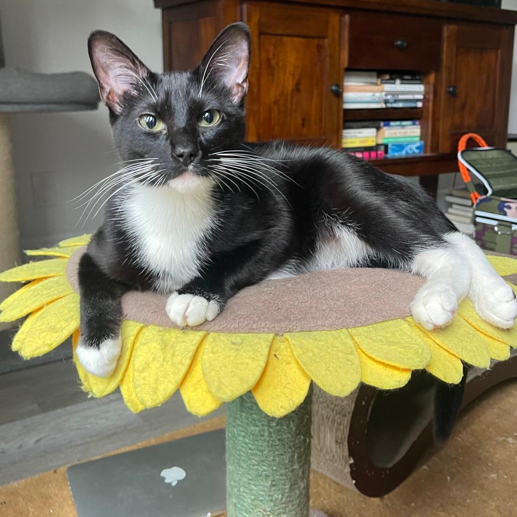 Nala Se 17