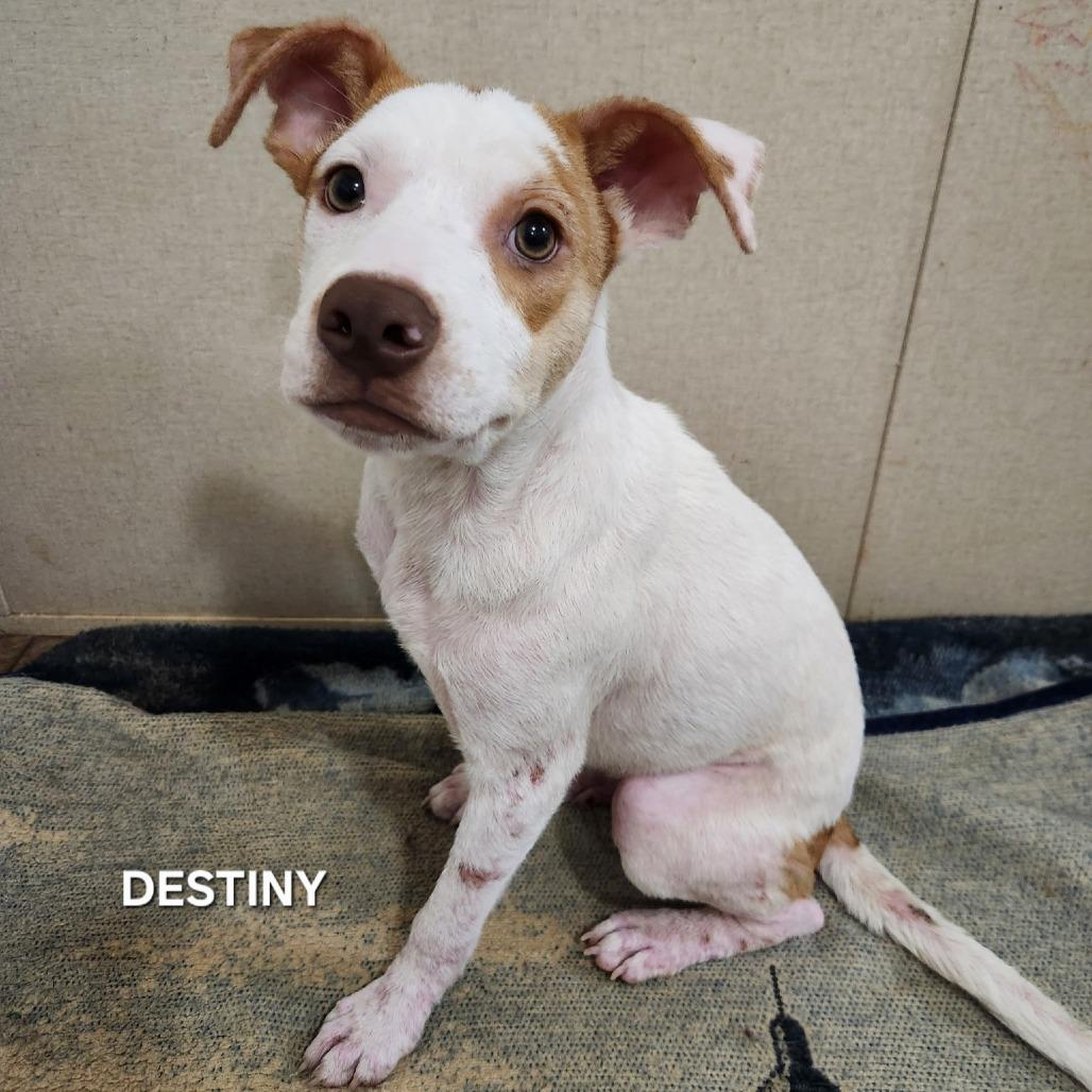 Destini