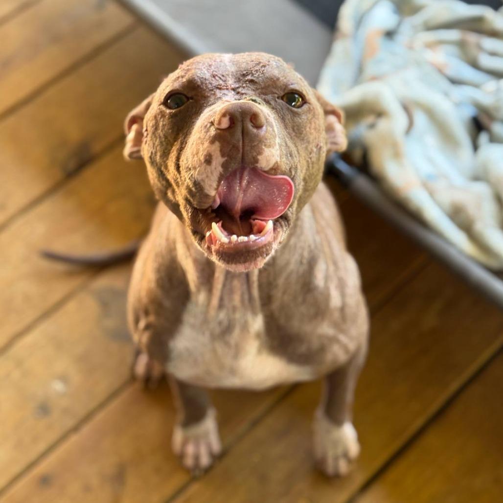 Dobby