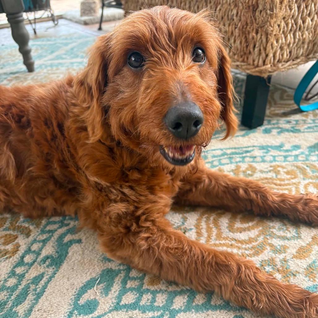 Adoptable Poodle Dogs | Chewy.com