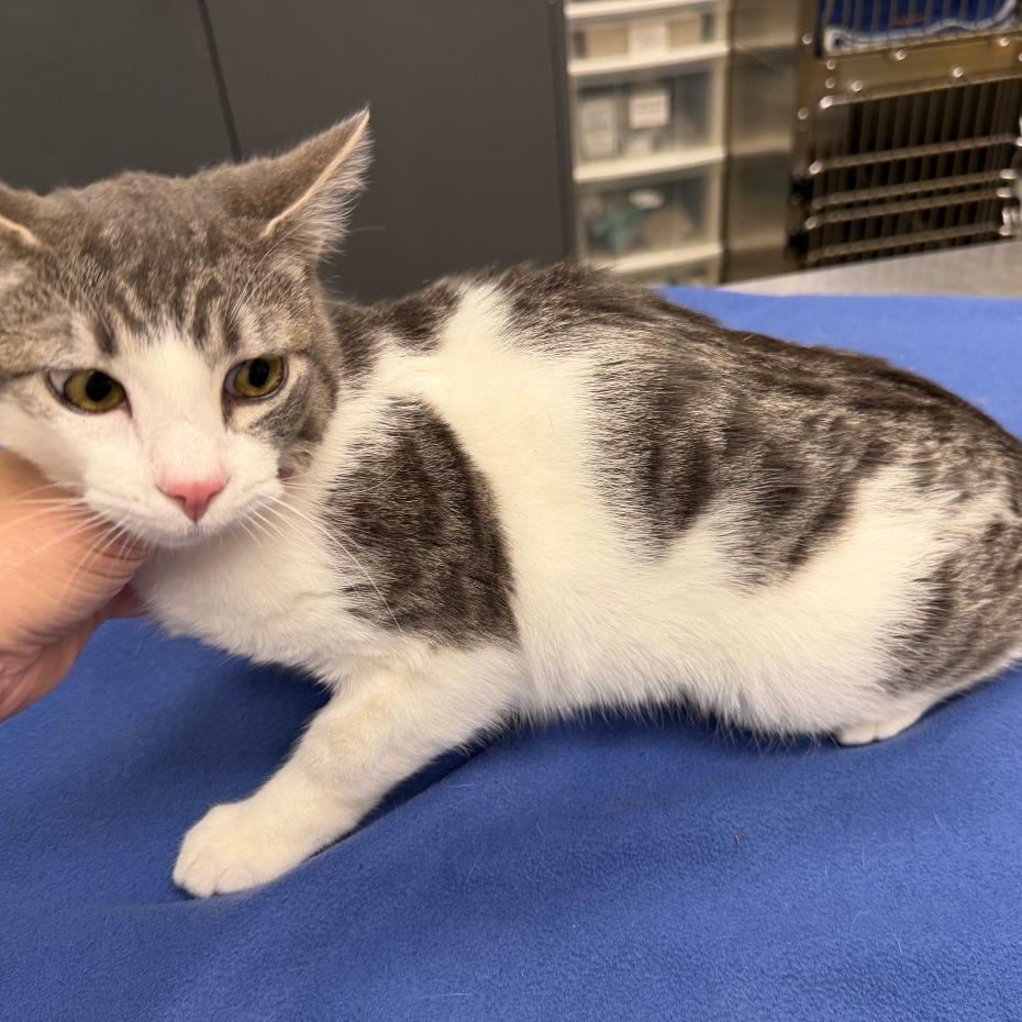 Stray 5/17/26 A64754