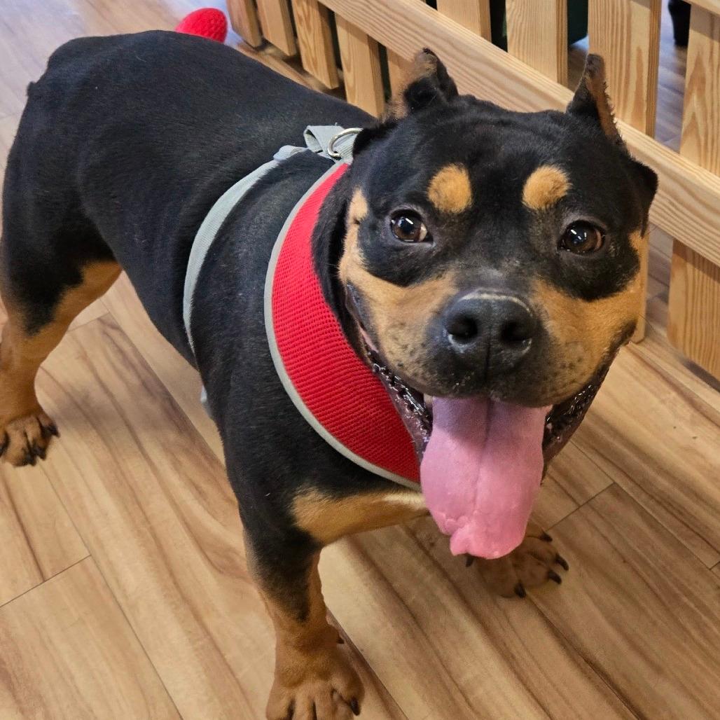 Scooby (adopted)