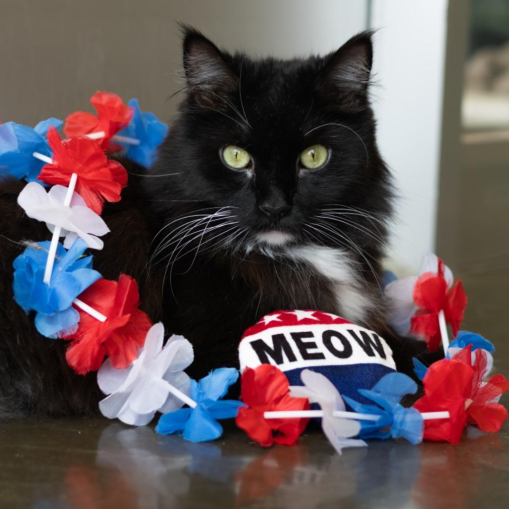 Domino
