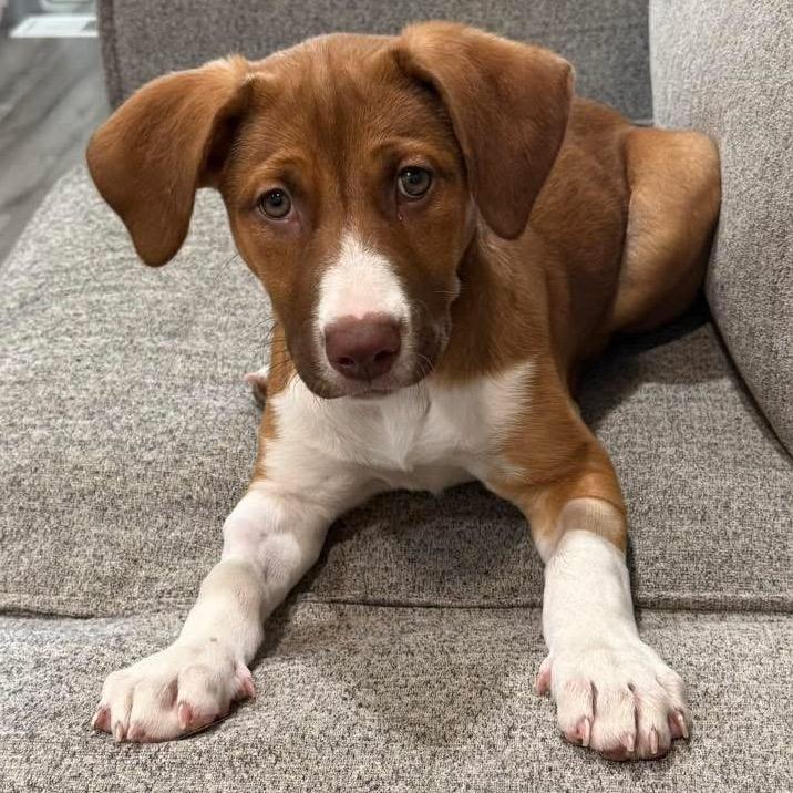 530 (2026) Penny