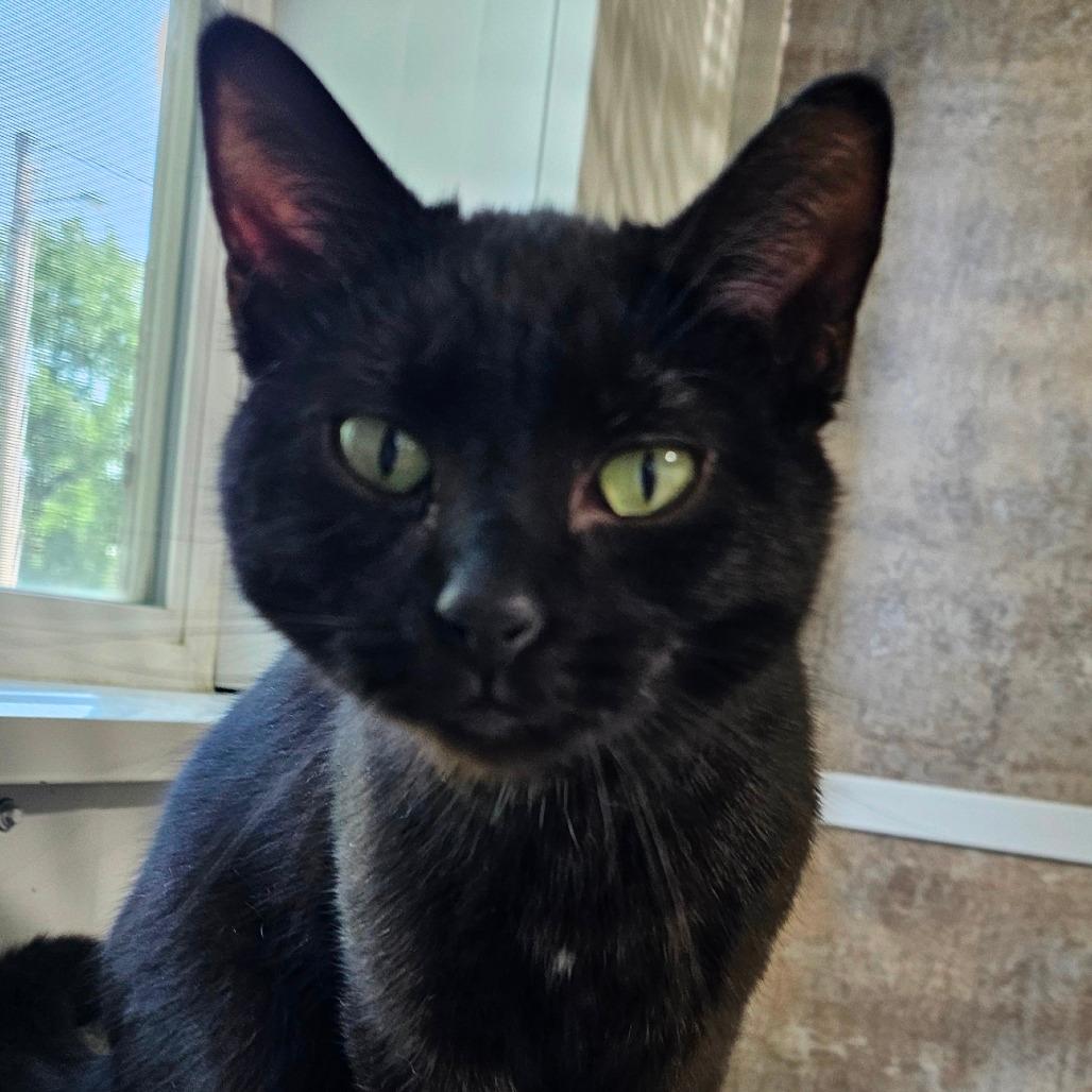 Blackie
