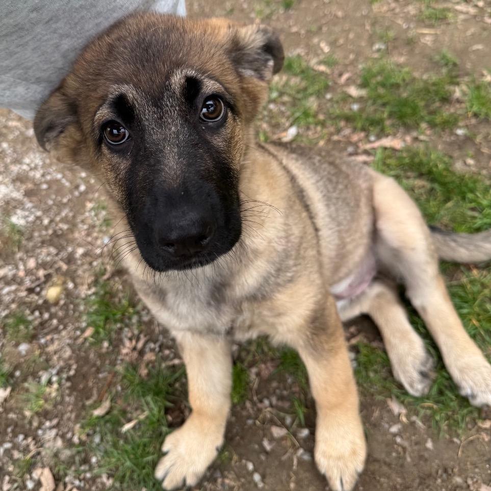 Pattys Shep (black)