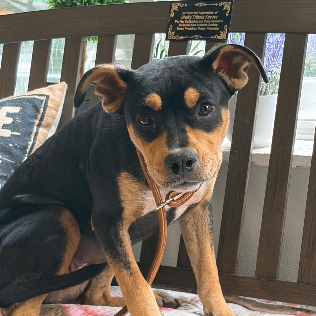 Aveeno (Foster)