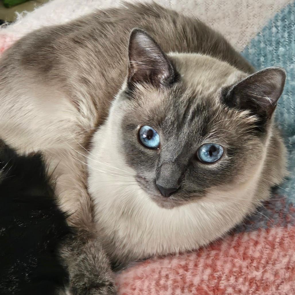 Gizmo